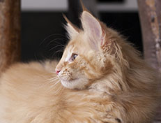 Wildfee's Quintilian - 12 Wochen alt