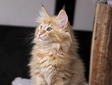 Wildfee's Quintilian - 12 Wochen alt