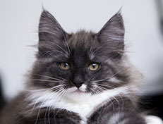 Wildfee's Quiterie - 12 Wochen alt