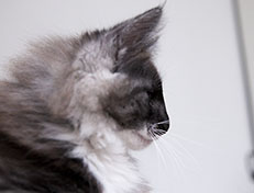 Wildfee's Quiterie - 12 Wochen alt