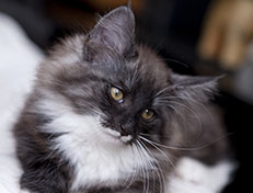 Wildfee's Quiterie - 12 Wochen alt