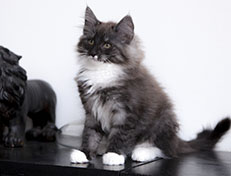 Wildfee's Quiterie - 12 Wochen alt