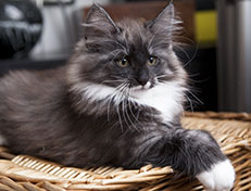 Wildfee's Quiterie - 12 Wochen alt