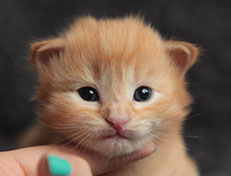 Wildfee's Quentin - 18 Tage alt