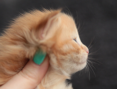 Wildfee's Quentin - 18 Tage alt