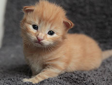 Wildfee's Quentin - 18 Tage alt