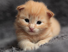 Wildfee's Quentin - 18 Tage alt