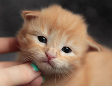 Wildfee's Quentin - 18 Tage alt