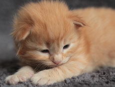 Wildfee's Quentin - 18 Tage alt