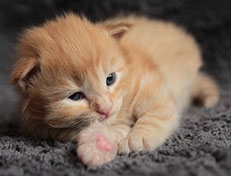 Wildfee's Quentin - 18 Tage alt