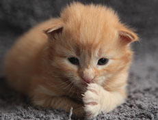 Wildfee's Quentin - 18 Tage alt