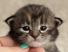 Wildfee's Quinn - 18 Tage alt