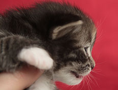 Wildfee's Quinn - 18 Tage alt