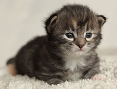 Wildfee's Quinn - 18 Tage alt