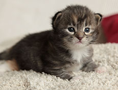 Wildfee's Quinn - 18 Tage alt