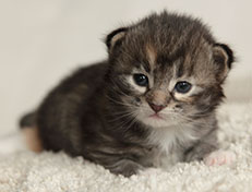 Wildfee's Quinn - 18 Tage alt