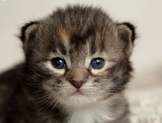 Wildfee's Quinn - 18 Tage alt