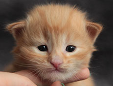 Wildfee's Quintilian - 18 Tage alt