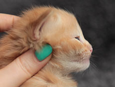 Wildfee's Quintilian - 18 Tage alt