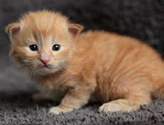 Wildfee's Quintilian - 18 Tage alt