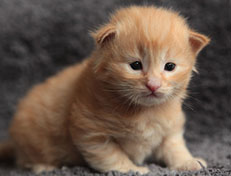 Wildfee's Quintilian - 18 Tage alt