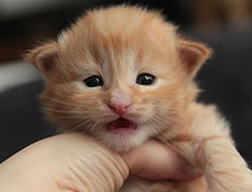 Wildfee's Quintilian - 18 Tage alt