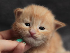 Wildfee's Quintilian - 18 Tage alt