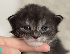 Wildfee's Quiterie - 18 Tage alt