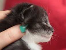 Wildfee's Quiterie - 18 Tage alt