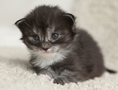 Wildfee's Quiterie - 18 Tage alt