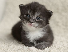 Wildfee's Quiterie - 18 Tage alt