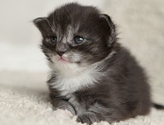 Wildfee's Quiterie - 18 Tage alt