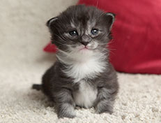 Wildfee's Quiterie - 18 Tage alt