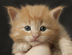 Wildfee's Quentin J.T - 4 Wochen alt