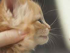 Wildfee's Quentin J.T - 4 Wochen alt