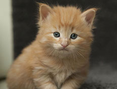 Wildfee's Quentin J.T - 4 Wochen alt