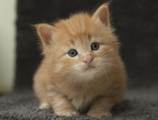 Wildfee's Quentin J.T - 4 Wochen alt