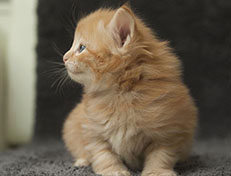 Wildfee's Quentin J.T - 4 Wochen alt