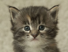 Wildfee's Quinn - 4 Wochen alt