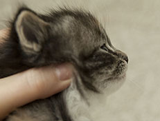 Wildfee's Quinn - 4 Wochen alt