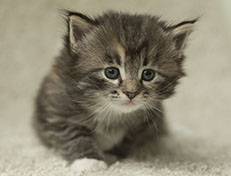 Wildfee's Quinn - 4 Wochen alt