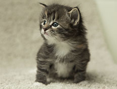 Wildfee's Quinn - 4 Wochen alt