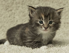 Wildfee's Quinn - 4 Wochen alt