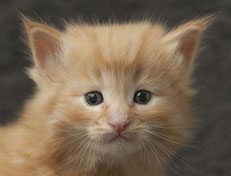 Wildfee's Quintilian - 4 Wochen alt