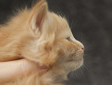 Wildfee's Quintilian - 4 Wochen alt