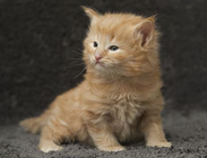 Wildfee's Quintilian - 4 Wochen alt