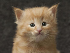 Wildfee's Quintilian - 4 Wochen alt