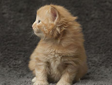 Wildfee's Quintilian - 4 Wochen alt