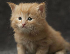 Wildfee's Quintilian - 4 Wochen alt