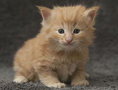 Wildfee's Quintilian - 4 Wochen alt